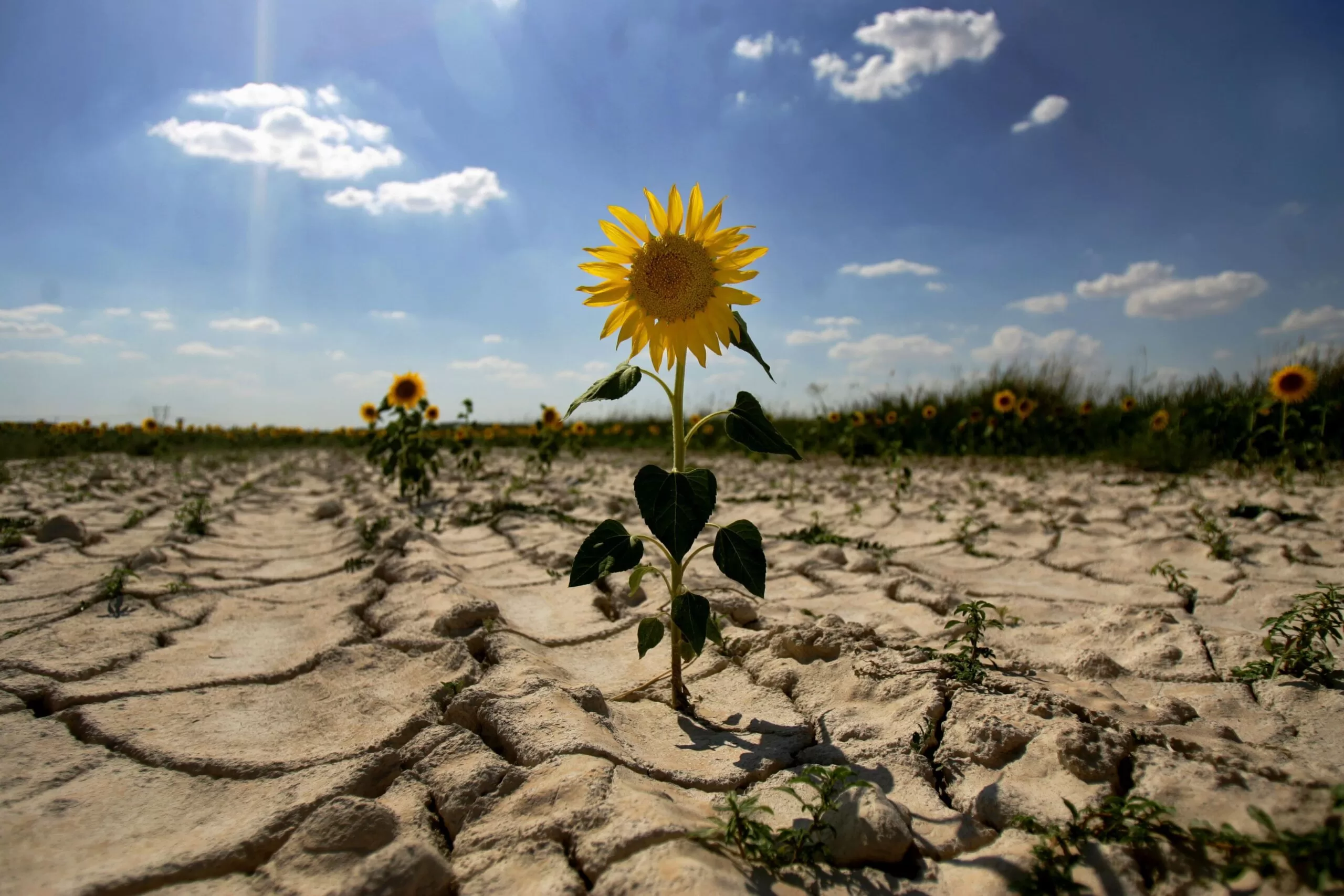 efectos del cambio climatico